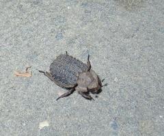 Phoberus planicollis