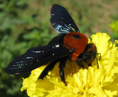 Xylocopa flavorufa