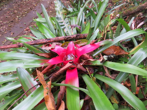 Image of Neoregelia carolinae by (c) Victor Farjalla Pontes, some rights reserved (CC BY)