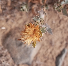 Haplopappus foliosus