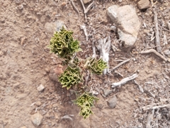 Haplopappus foliosus