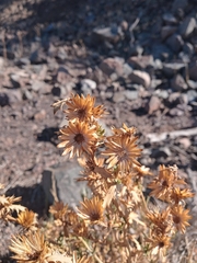 Haplopappus foliosus