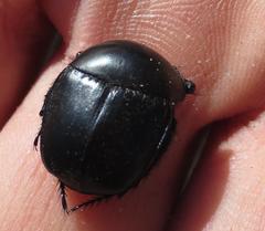 Scarabaeus convexus