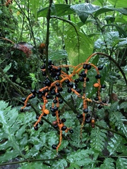 Chamaedorea tepejilote