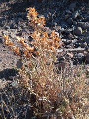 Haplopappus foliosus