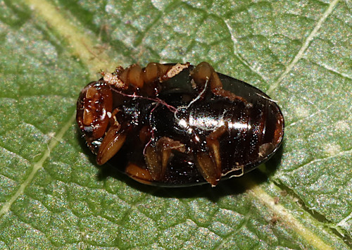 Tritoma humeralis photo 5