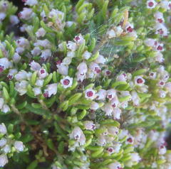 Erica hispidula hispidula