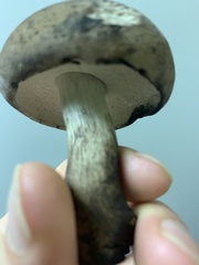 Tylopilus atronicotianus