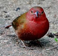 Lagonosticta senegala rendalli