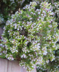 Erica hispidula hispidula