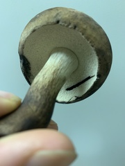 Tylopilus atronicotianus