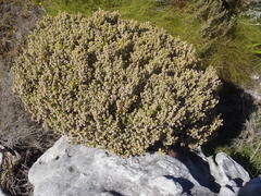 Erica hispidula hispidula