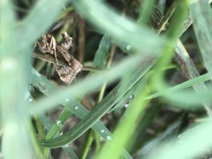 Lepidoptera