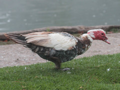 Cairina moschata domestica