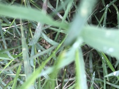 Lepidoptera