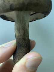 Tylopilus atronicotianus