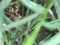 Lepidoptera