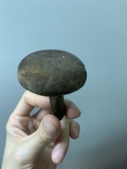 Tylopilus atronicotianus