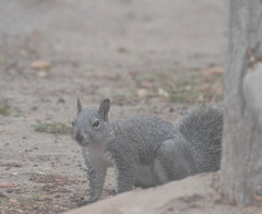 Sciurus griseus