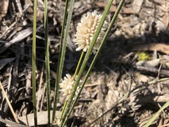 Lomandra leucocephala