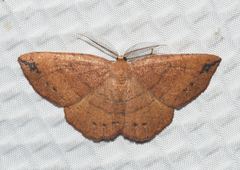 Apodrepanulatrix liberaria