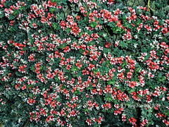 Indigofera sp12