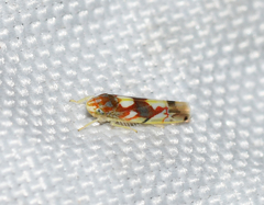 Erythroneura elegans