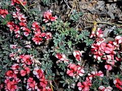 Indigofera sp12