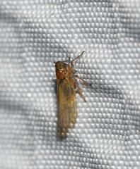 Javesella pellucida