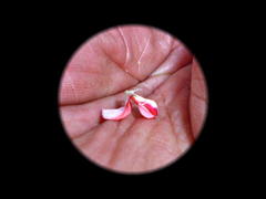 Indigofera sp12