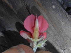 Indigofera sp12