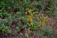 Solidago tarda