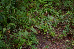 Solidago tarda