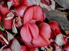 Indigofera sp12
