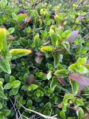 Barleria repens image