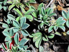 Indigofera sp12