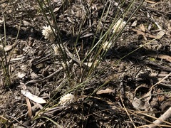 Lomandra leucocephala