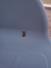 Chauliognathus basalis