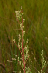 Chenopodium berlandieri macrocalycium