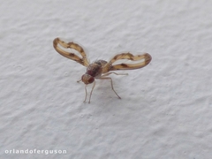 Toxonevra muliebris