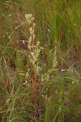 Chenopodium berlandieri macrocalycium