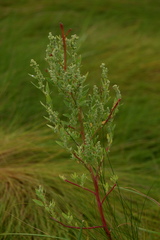 Chenopodium berlandieri macrocalycium