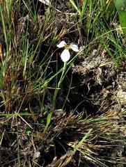 Moraea brevistyla