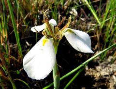 Moraea brevistyla