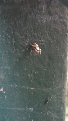 Simaethina