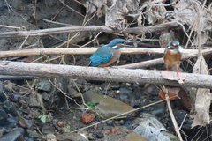 Alcedo atthis