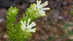 Grevillea pulchella