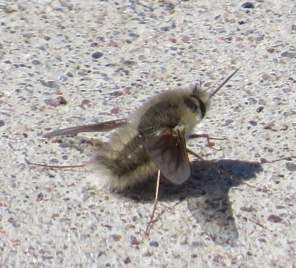 Bee Fly