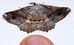 Drepanogynis mixtaria