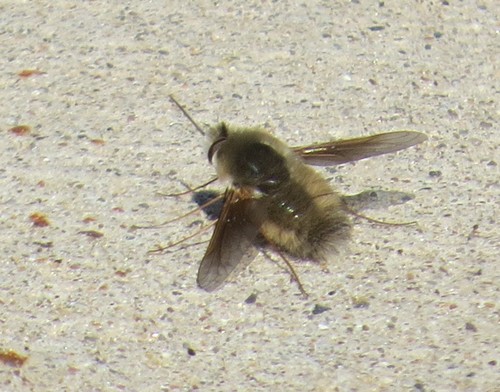 Bee Fly photo 5